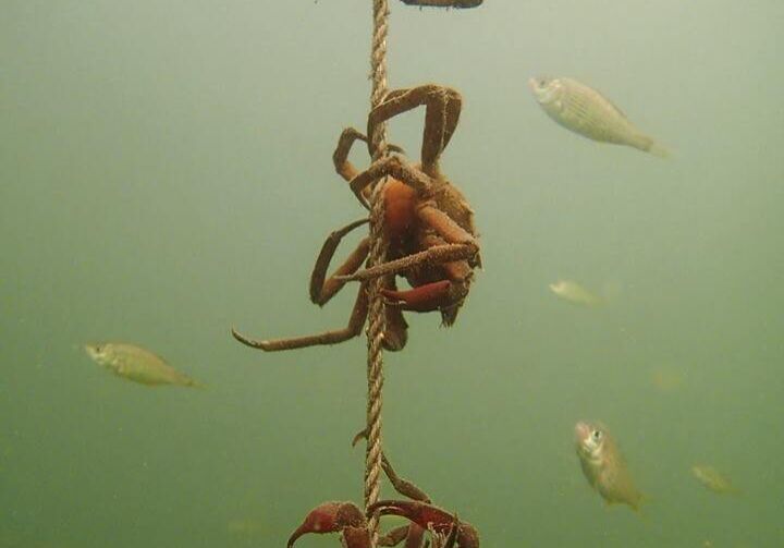 Ben-Reynolds-crabs