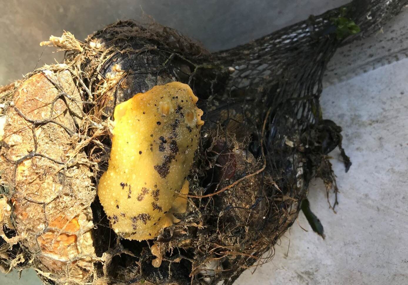 July-Winner-Josh-Cahill