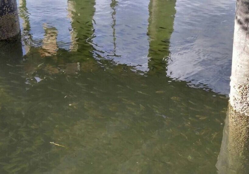 Nov-2016-winner-Lisa-Long.COPY_