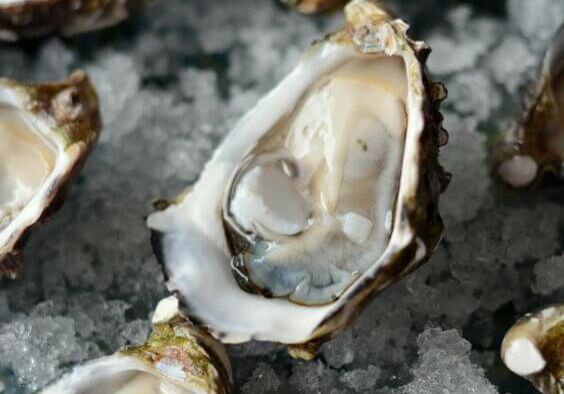 oyster