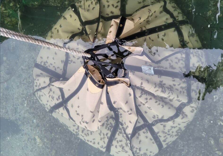 Resize-Lisa-Carleton-Long