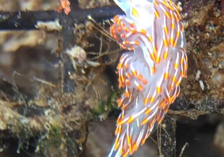 Winner-Margo-Reveil-August-2019