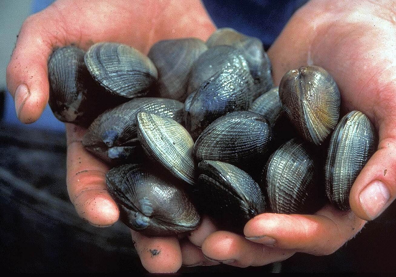 clams in hands clams
