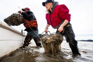 Goose Point Oyster - Harvest oysters