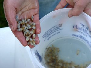 geoduck seed